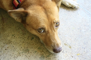Bambi our guesthouse dog, she is an absolute sweetheart and has the saddest eyes you've ever seen.